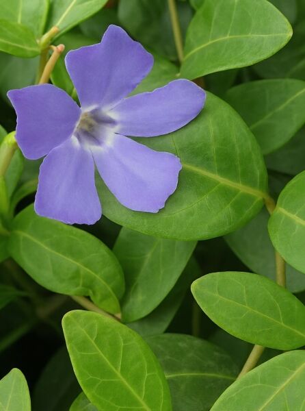 Kleinblättriges Immergrün  / Kleinblättriges Immergrün 