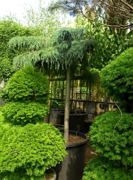 Cedrus deodara 'Feelin Blue' (Himalaja-Zeder) Hochstamm 20-25 StU im Container mit überhängenden, blaugrünen Nadeln.