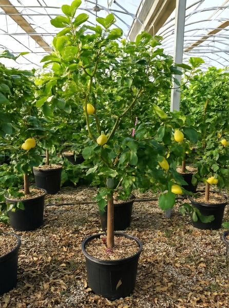 Zitronenbaum (Citrus limon) 80 cm Stamm im Topf C50, grünes Laub mit mehreren gelben Zitronen am Baum.