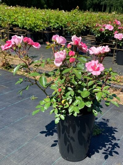 Rosa 'Schöne Dortmunderin'® (Beetrose) C3 mit rosa Blüten und Knospen im Pflanztopf, grünes Laub sichtbar.