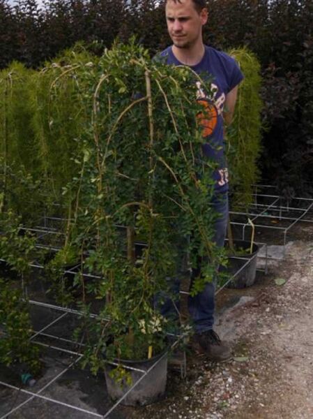 Caragana arborescens 'Pendula' / Hängender Erbsenstrauch, 120 cm Stamm, C20, Hochstamm mit hängenden Trieben im Container