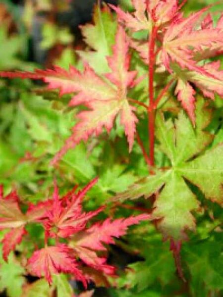 Japanischer Fächer-Ahorn 'Wilson's Pink Dwarf' / Acer palmatum 'Wilson's Pink Dwarf'