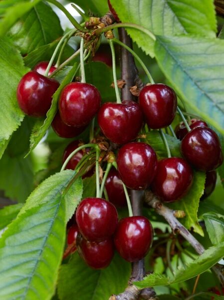 Prunus avium 'Merchant' / Süßkirsche 'Merchant' mit reifen, dunkelroten Kirschen am Zweig und grünen Blättern