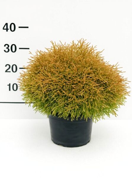 Thuja occidentalis 'Golden Tuffet' / Lebensbaum 'Golden Tuffet' 30-40 cm C7, kugeliger Nadelstrauch im Topf