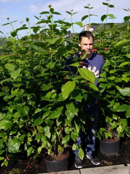 Gewürzstrauch 'Aphrodite' (Calycanthus floridus 'Aphrodite') im Topf, 175–200 cm, mit grünem Laub.