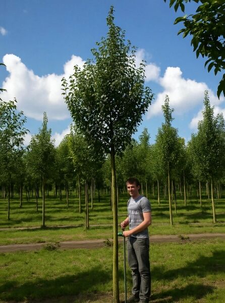 Birne 'Clapps Liebling' (Pyrus communis 'Clapps Favourite') Hochstamm 16-18 StU mit durchgehendem Stamm und Krone