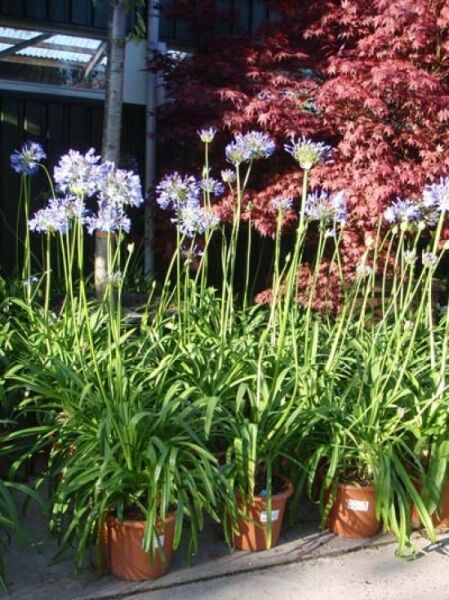 Blaue Afrikanische Schmucklilie / Blaue Afrikanische Schmucklilie