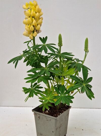 Westcountry Lupine 'Desert Sun ®' / Westcountry Lupine 'Desert Sun ®'