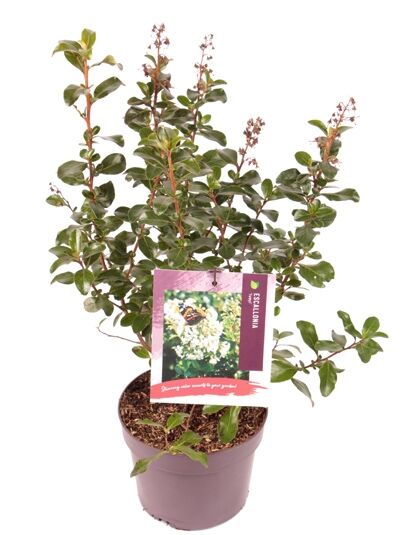 Andenstrauch 'Iveyi' / Escallonia 'Iveyi'