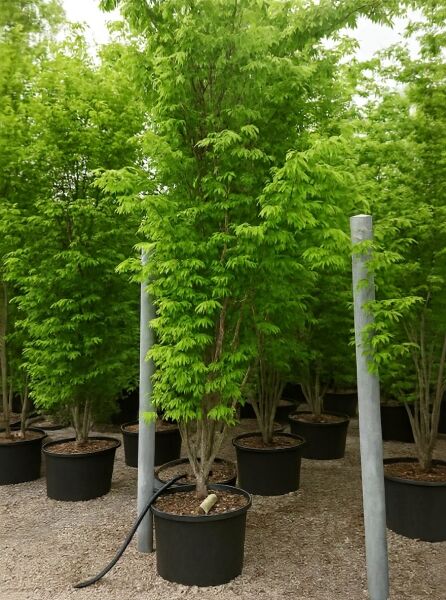 Zelkova serrata (Japanische Zelkove) Keakibaum 250–300 cm im Container C80, mehrstämmiger Baum mit grünem Laub