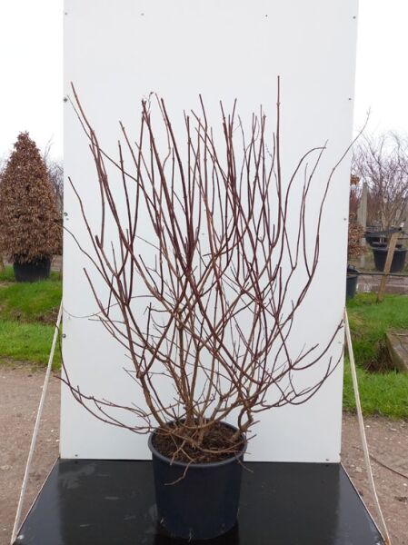 Rispen-Hortensie Hydrangea paniculata 'Vanille Fraise ®', 100-125 cm, C50, mehrtriebiger Strauch im Topf mit kahlen Zweigen.