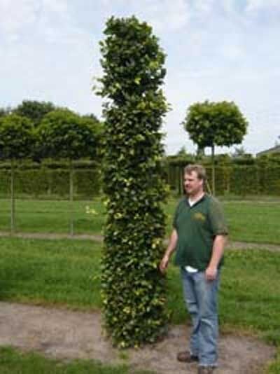 Rot-Buche 'Säule eckig' Höhe 275 cm / Fagus sylvatica 'Säule eckig'