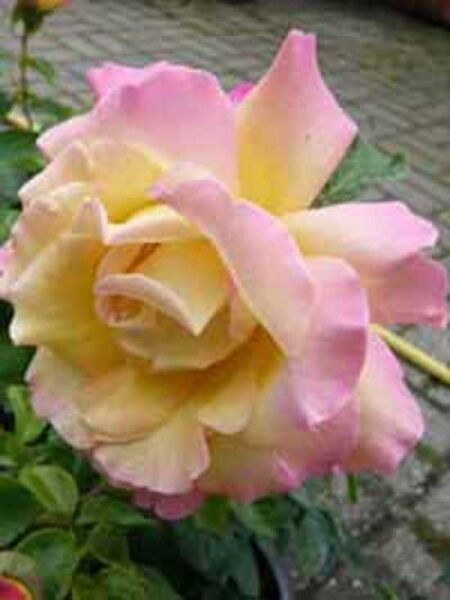 Edelrose 'Gloria Dei' / Rosa 'Gloria Dei ®'