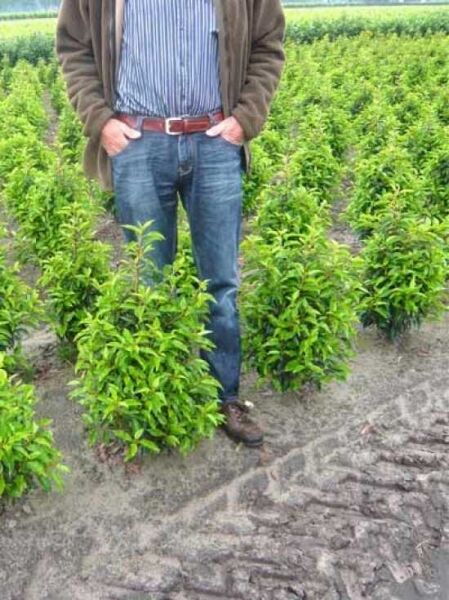 Portugiesischer Kirschlorbeer / Portugiesischer Kirschlorbeer