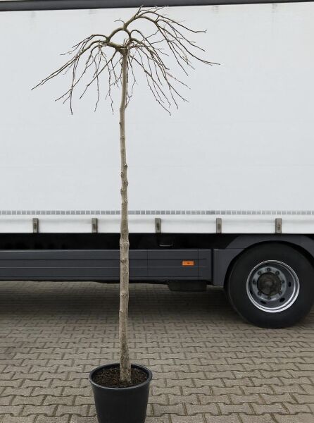 Ulmus glabra 'Camperdownii' Lauben-Ulme, Camperdown-Ulme Hochstamm 8-10 StU im Container, kahle Krone, aufrechter Stamm