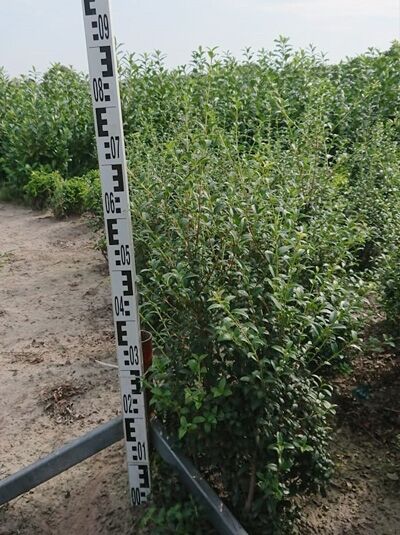 Osmanthus burkwoodii / Frühlings-Duftblüte 60-80 cm m. B., immergrüner Strauch im Container mit dichtem Laub und aufrechten Trieben
