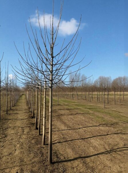 Apfel „Gelber Boskoop“ (Malus domestica 'Gelber Boskoop') Hochstamm 16-18 StU, laubloser Baum mit gerader Krone im Feld.