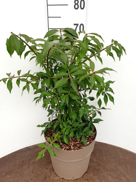 Flügel-Spindelstrauch 'Blade Runner' / Flügel-Spindelstrauch 'Blade Runner'