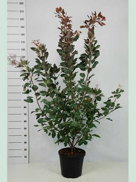Cotinus coggygria 'Grace' – Perückenstrauch 'Grace' im Topf C20, 150–175 cm, mehrtriebiger Strauch mit grün-rotbraunem Laub.