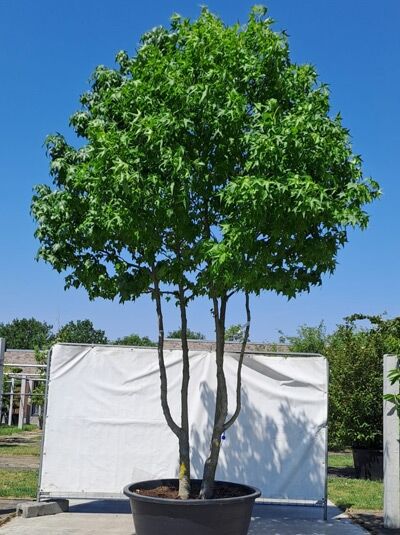 Amerikanischer Amberbaum 400-450 cm &#039;mehrstämmig&#039; (719642) / Liquidambar styraciflua