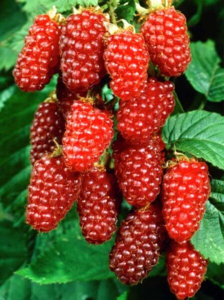 Rubus 'Loganberry' / Him-Brombeere / Loganbeere