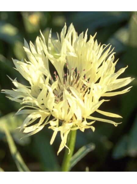 Berg-Flockenblume 'Sulphurea' / Centaurea montana 'Sulphurea'