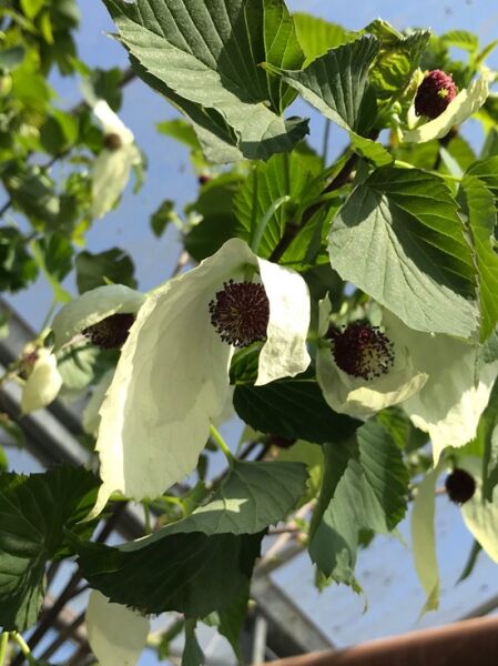 Davidia involucrata 'Sonoma' / Davidia involucrata 'Sonoma' / Taschentuchbaum 'Sonoma' / Aufwiedersehenbaum 'Sonoma' / Taubenbaum 'Sonoma'