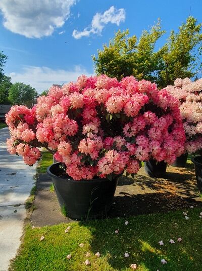 Rhododendron yakushimanum Schirmform / Rhododendron 'Schirmform' H: 150 cm B: 220 cm (546286)