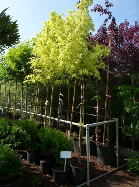 Acer negundo 'Kelly's Gold' / Eschen-Ahorn 'Kelly's Gold' Hochstamm 10-12 StU im Container mit gelbgrünem Laub