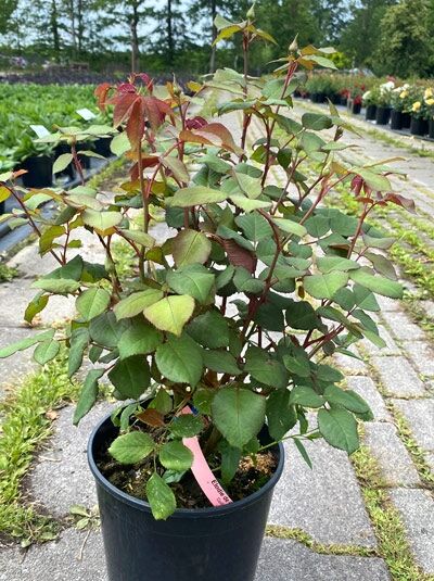 Strauchrose Rosa 'Elodie de Gossuin' im C5-Topf, buschiger Wuchs mit rötlichen Trieben und grünem Laub.