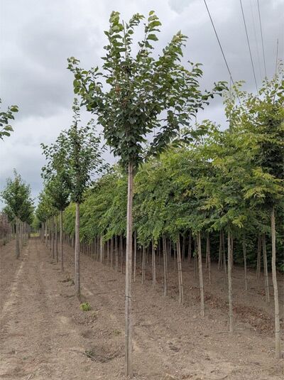 Prunus avium 'Landscape Bloom' / Vogel-Kirsche 'Landscape Bloom' Hochstamm 12-14 StU mit Stamm und belaubter Krone in Baumschule
