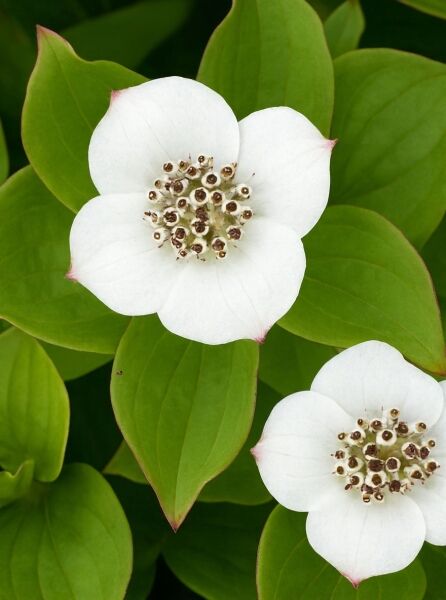 Kanadischer Hartriegel / Kanadischer Hartriegel