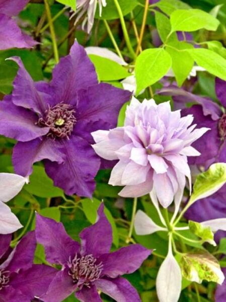 Clematis Hybride 'Denny's Double' / Waldrebe 'Denny's Double'