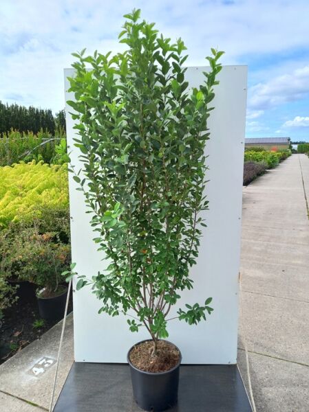 Säulenförmige Felsenbirne Amelanchier canadensis 'Rainbow Pillar', 125-150 cm, C15, mehrtriebiger Strauch im Topf