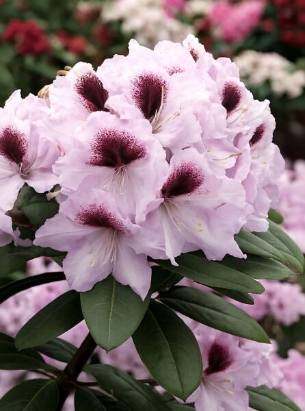 Rhododendron Hybride 'Maroon Sappho' / Rhododendron 'Maroon Sappho' mit hellrosa Blüten und burgunderfarbener Zeichnung, Laubblätter?