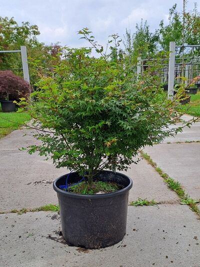 Japanischer Fächer-Ahorn Acer palmatum 'Murasaki Kiyohime', 60-80 cm, im Container, buschiger Wuchs mit grünem Laub