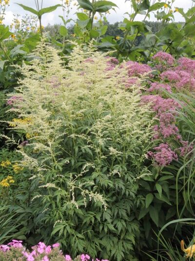 Elfenraute 'Elfenbein' / Artemisia lactiflora 'Elfenbein'