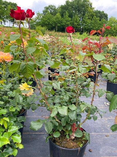 Edelrose Grande Amore (Rosa 'Grande Amore ®') A-Qualität C5 im Topf, Rose mit roten Blüten und grünem Laub.