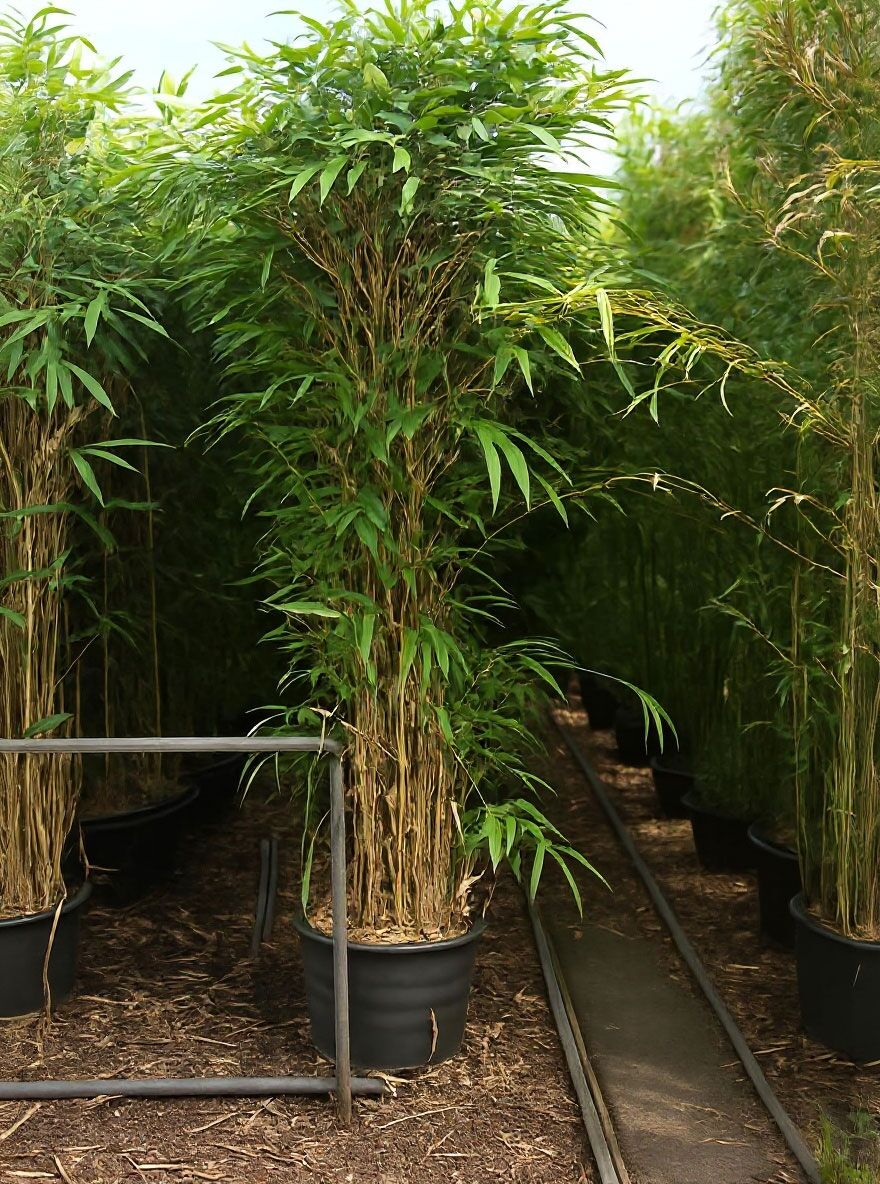 Pfeilbambus - Pseudosasa japonica - Baumschule NewGarden