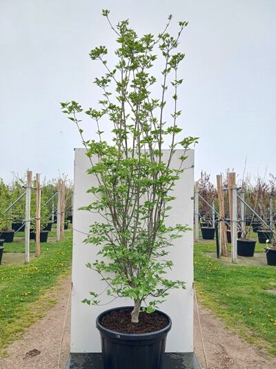 Japanischer Blumen-Hartriegel 'Aurora' - Cornus kousa 'Aurora'