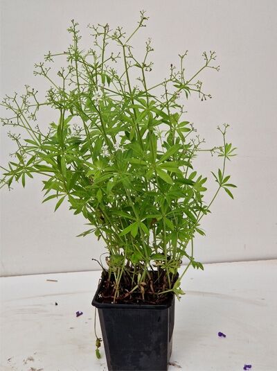 Echter Waldmeister (Galium odoratum) im Topf, Variante P9, grüne aufrechte Triebe mit schmalen Blättern und feinen Blütenständen.