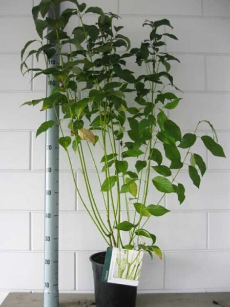 Cornus sericea ‘Flaviramea‘ (Cornus stolonifera) Gelbholz-Hartriegel 60–80 cm C5, mehrtriebige Pflanze im Topf mit grünen Blättern