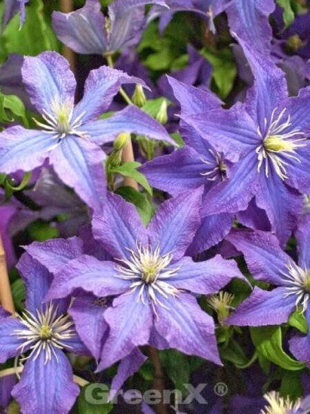 Clematis Hybride 'Rhapsody' / Waldrebe 'Rhapsody'