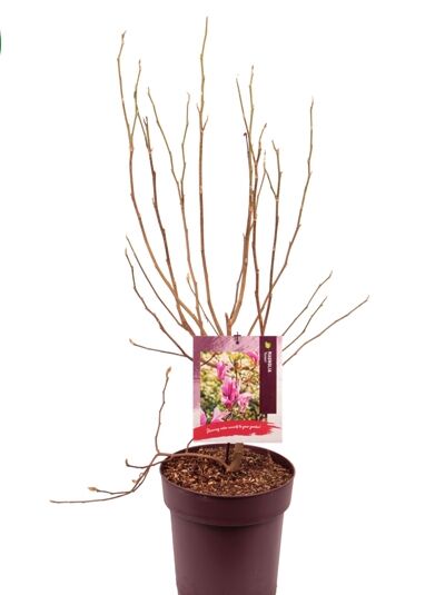 Rote Tulpenmagnolie 'Susan' / Magnolia liliiflora 'Susan'