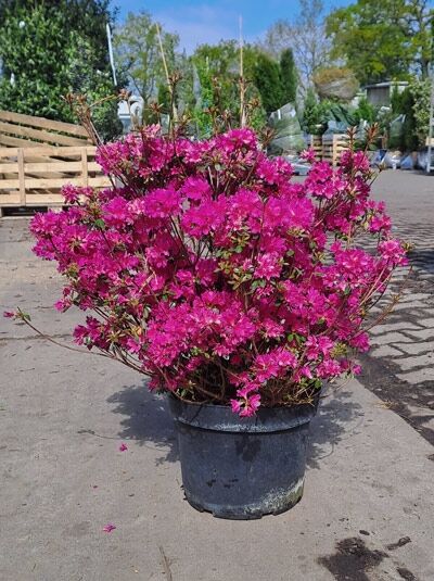 Japanische Azalee 'Elsie Lee' - Rhododendron obtusum 'Elsie Lee'