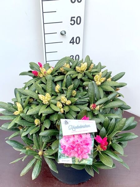 Rhododendron yakushimanum 'Kalinka' / Rhododendron 'Kalinka' 30-40 cm C10, kompakter Strauch im Topf mit Knospen und Blättern