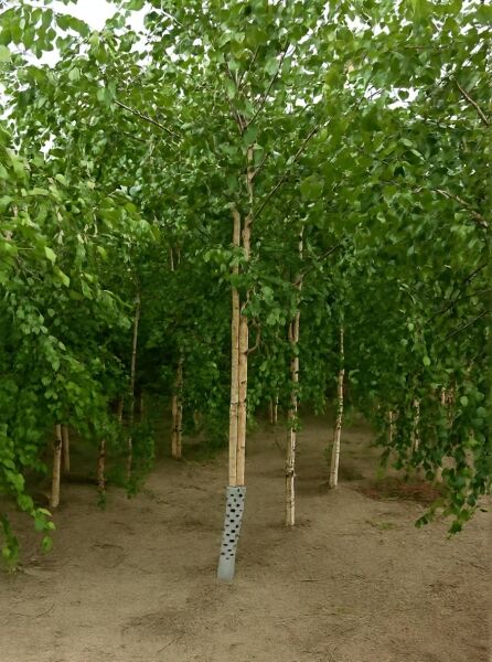 Schwarz-Birke (Betula nigra) Hochstamm 18-20 StU, Baum mit grünem Laub und hellem Stamm im Bestand.