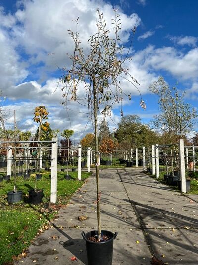 Pyrus salicifolia 'Pendula' / Weidenblättrige Hänge-Birne 'Pendula', Solitärbaum im Topf mit Stamm, Krone überhängend.
