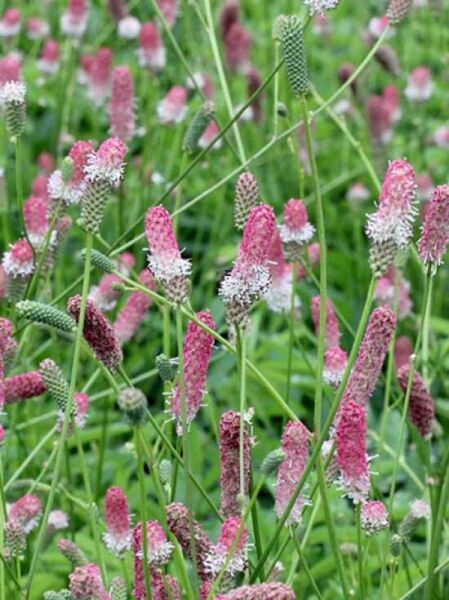 Großer Wiesenknopf 'Pink Tanna' / Sanguisorba officinalis 'Pink Tanna'