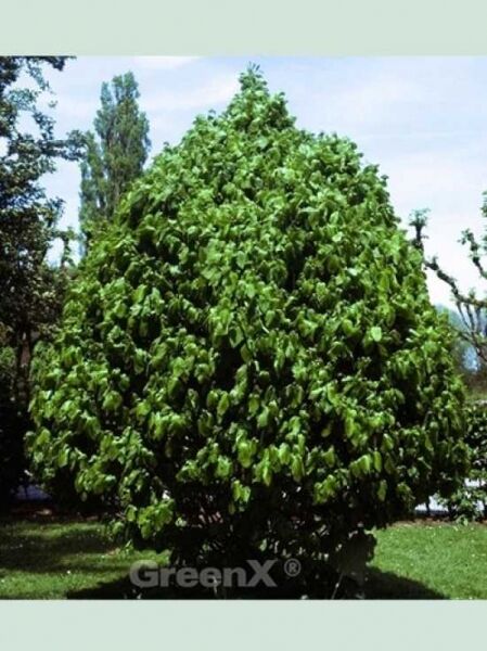 Carpinus betulus 'Columnaris' / Hainbuche 'Columnaris' / Säulen-Hainbuche